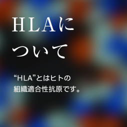 HLAについて “HLA”とはヒトの組織適合性抗原です。